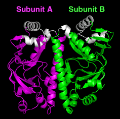 cyclic AMP receptor protein